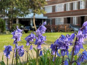 Photo 1- click for photo gallery